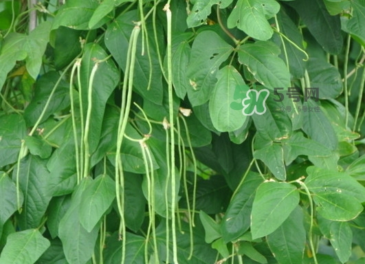 缸豆什么季節(jié)有？缸豆是幾月的蔬菜