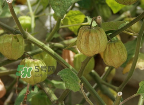 黃菇娘幾月種植？黃菇娘的種植注意事項(xiàng)