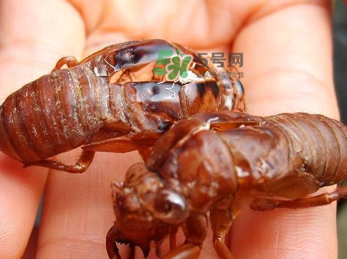 金蟬為什么這么貴？野生金蟬和養(yǎng)殖金蟬的區(qū)別