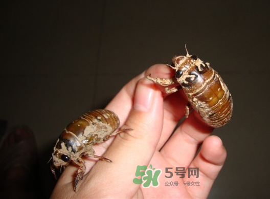 金蟬晚上幾點出來？金蟬為什么晚上出來？