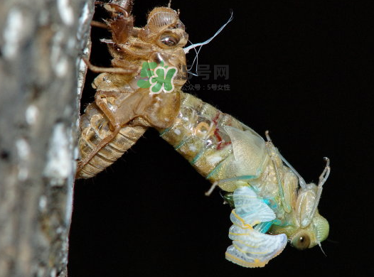 金蟬晚上幾點出來？金蟬為什么晚上出來？