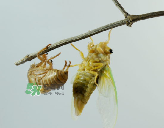 金蟬什么時候最多？金蟬什么時候沒有？