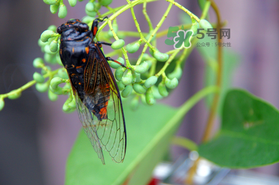 金蟬什么時候最多？金蟬什么時候沒有？