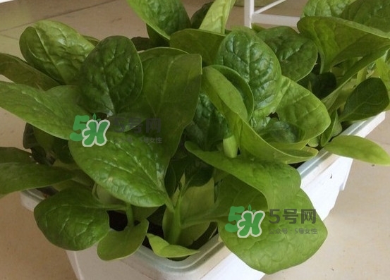 木耳菜怎么清洗？木耳菜怎么擇？