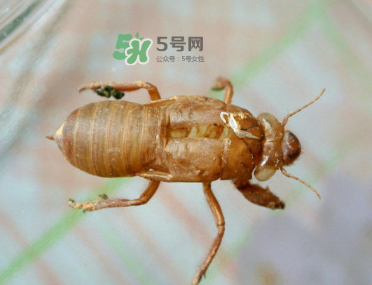 知了殼能能吃嗎？知了殼怎么吃？