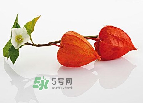 菇娘果皮有用還是果實有用？紅菇娘泡水喝用皮還是用果