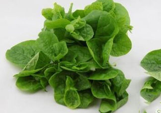 木耳菜可以生吃嗎？木耳菜可以涼拌嗎