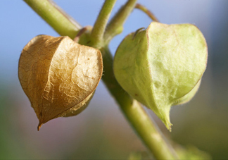 菇娘是寒性還是熱性？菇娘是哪里產(chǎn)的