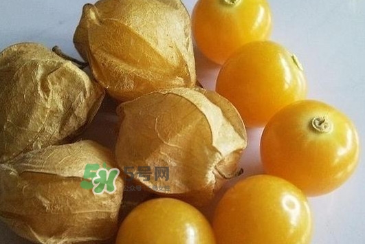 菇娘果皮有用還是果實有用？紅菇娘泡水喝用皮還是用果