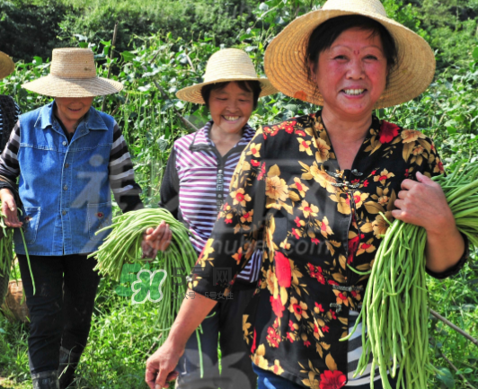 九月份可以種什么蔬菜？九月份適合種植什么蔬菜？
