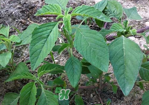 野莧菜孕婦能吃嗎？莧菜和野莧菜的區(qū)別
