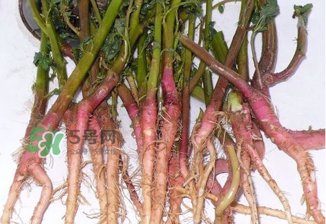 莧菜留根能長(zhǎng)么？莧菜根為什么腌制前要水泡一整天