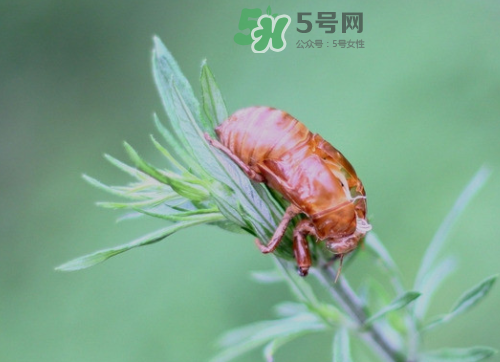 知了殼能治過敏性鼻炎嗎？知了殼可以治過敏性鼻炎嗎？