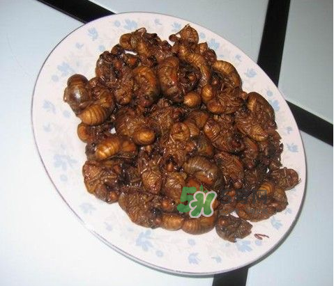 吃金蟬過敏怎么辦？吃金蟬為什么會過敏？