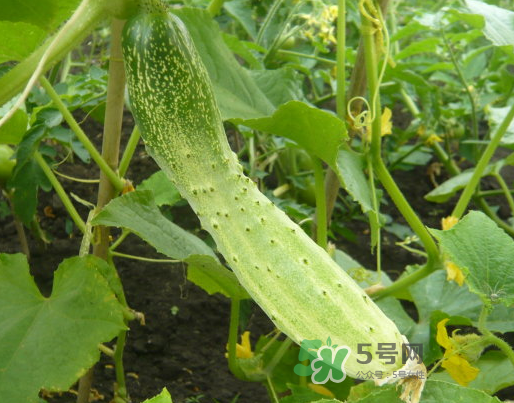 立秋可以種什么菜？立秋后可以種什么菜？