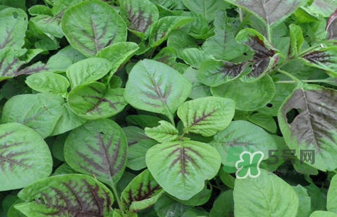 炒野莧菜要焯水嗎？野莧菜和山藥能在一起吃嗎