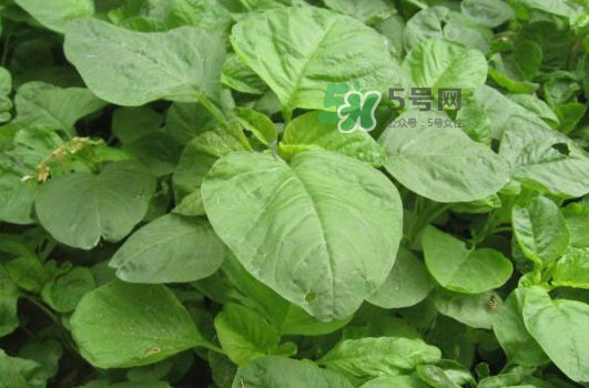 野莧菜什么人不能吃？野莧菜不能和什么一起吃