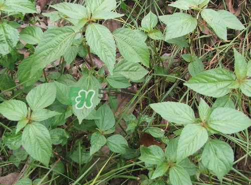 野莧菜孕婦能吃嗎？莧菜和野莧菜的區(qū)別