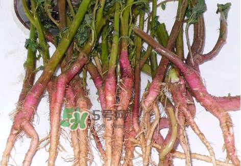 莧菜根要去除嗎？莧菜根怎么吃