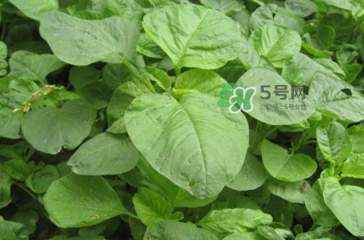 野莧菜孕婦能吃嗎？莧菜和野莧菜的區(qū)別