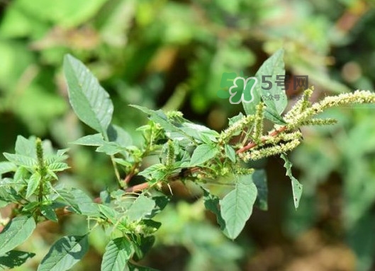 野莧菜有刺嗎？野莧菜和刺莧菜一樣嗎