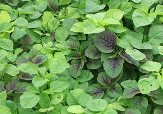 野莧菜有毒嗎？野莧菜怎么吃