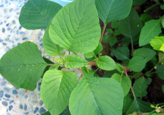 野莧菜什么人不能吃？野莧菜不能和什么一起吃
