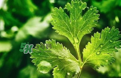 glico香菜百力滋好吃嗎？香菜百力滋多少錢