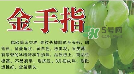 金手指葡萄有籽嗎？金手指葡萄有核嗎