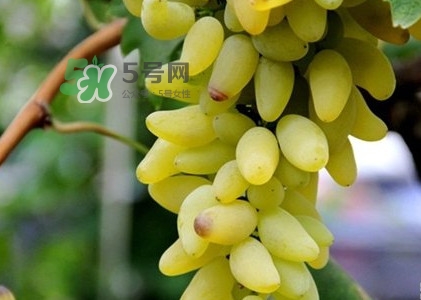 金手指葡萄是不是轉基因品種？美人指與金手指葡萄的區(qū)別
