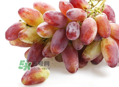 金手指葡萄是不是轉基因品種？美人指與金手指葡萄的區(qū)別