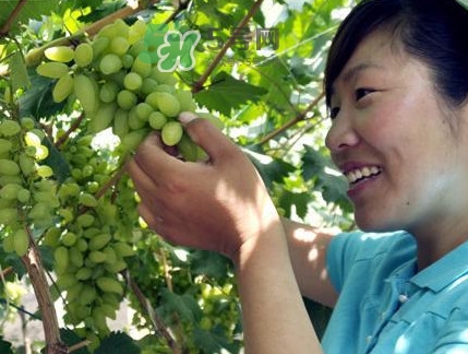 金手指葡萄到底有什么缺點(diǎn)？金手指葡萄什么時(shí)候成熟