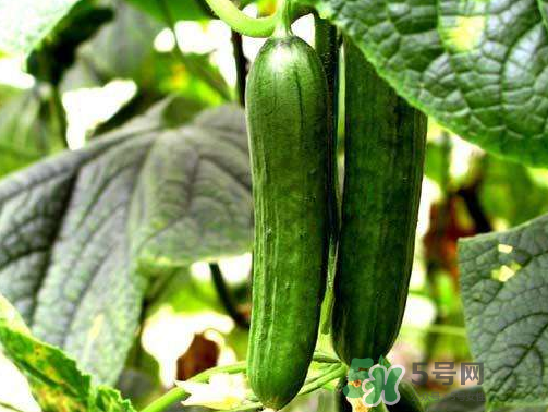 8月份能種黃瓜嗎？八月份能種黃瓜嗎？