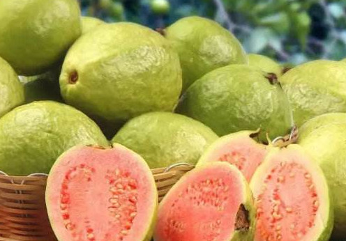 芭樂多少錢一斤？紅心芭樂多少錢一斤
