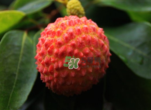 九月份還有荔枝嗎？荔枝幾月份沒有？
