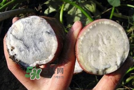 雜交水稻是不是轉(zhuǎn)基因？轉(zhuǎn)基因食品有哪些？
