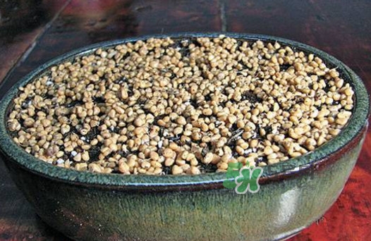 芭樂籽吃了會便秘嗎？芭樂的籽能種嗎
