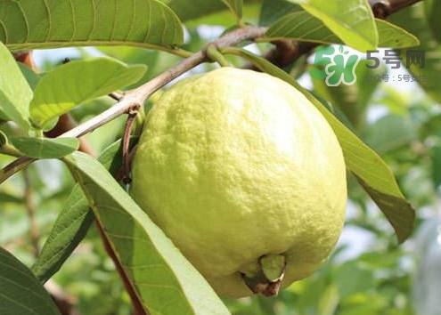芭樂皮能吃嗎？芭樂皮可以吃嗎