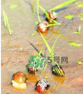 怎么殺死福壽螺寄生蟲？福壽螺寄生蟲怎么去除？