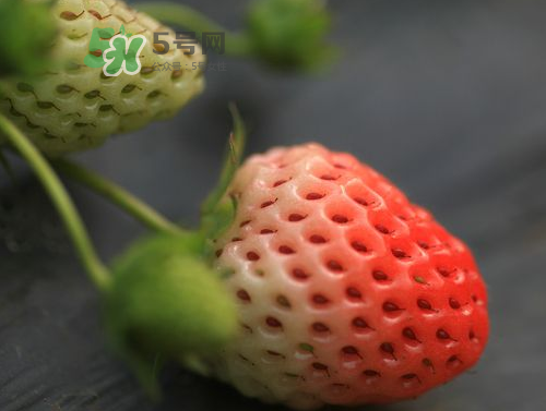 八月份還有草莓嗎？8月份還有草莓嗎？