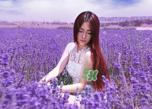 八月份還有薰衣草嗎？8月份還有薰衣草嗎？
