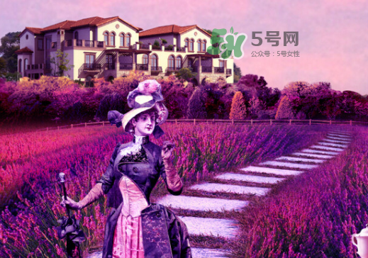 八月份還有薰衣草嗎？8月份還有薰衣草嗎？