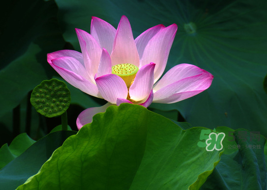 八月份還有荷花嗎？8月份還有荷花嗎？