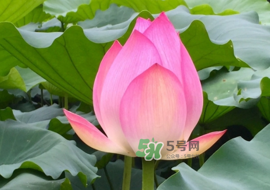 八月份還有荷花嗎？8月份還有荷花嗎？