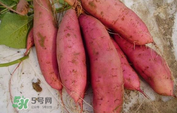 紅薯什么時(shí)候成熟？紅薯什么時(shí)候吃最好