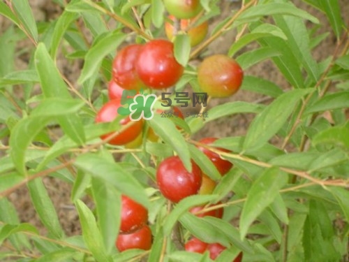 鈣果什么味道？鈣果好吃嗎？