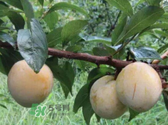 奈李不能和什么一起吃？奈李的禁忌