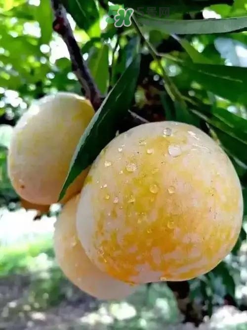 奈李是什么水果？奈李為什么會(huì)空心