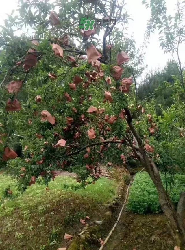 奈李是什么水果？奈李為什么會(huì)空心