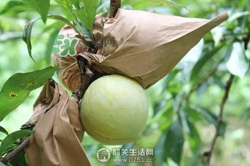 奈李是什么水果？奈李為什么會(huì)空心